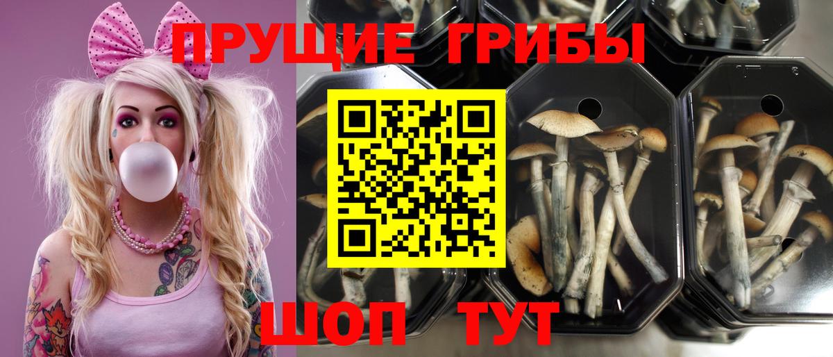 Псилоцибиновые грибы Psilocybe Дзержинск